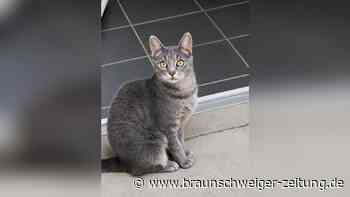 Osaka gab drei Kitten alles – wer gibt der Katze aus Salzgitter jetzt ein Zuhause?