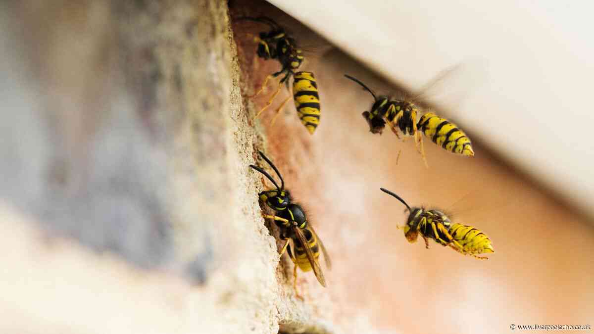 Wasps will stay away from your garden if you spray 1 liquid on furniture
