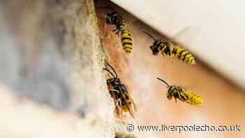Wasps will stay away from your garden if you spray 1 liquid on furniture