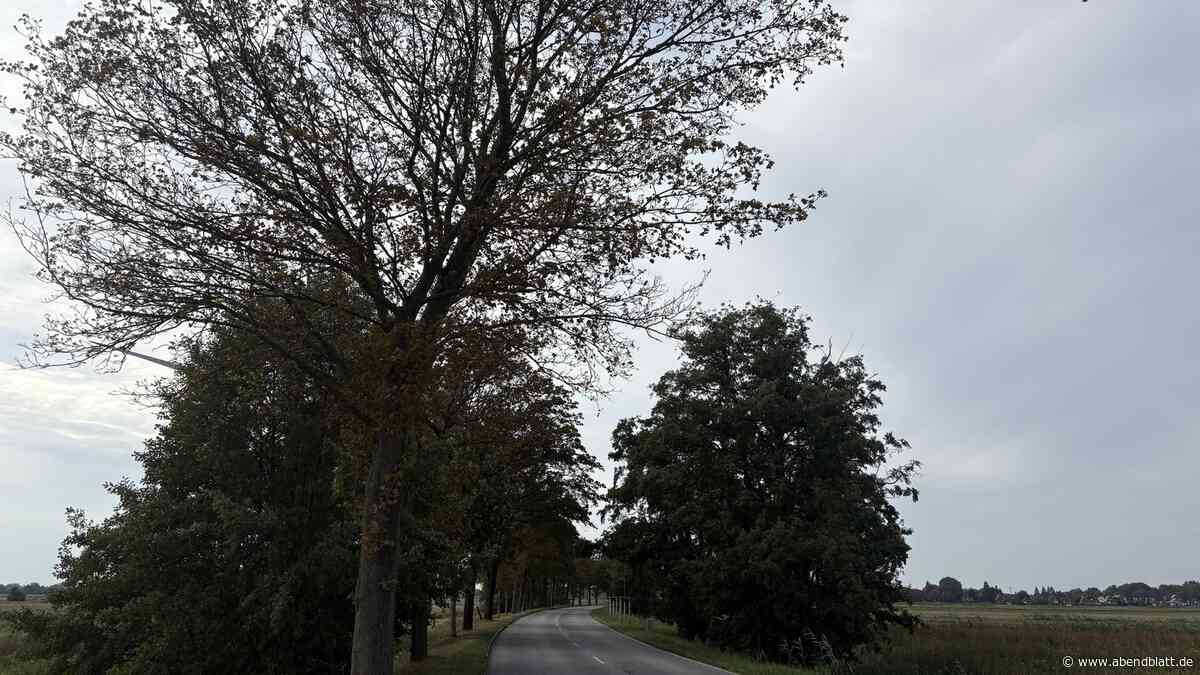 Kurios: Bäume in Ochsenwerder nur auf einer Straßenseite vertrocknet