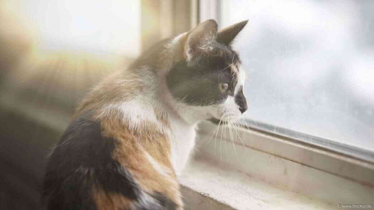 Vermissen meine Katzen eigentlich Freigang?