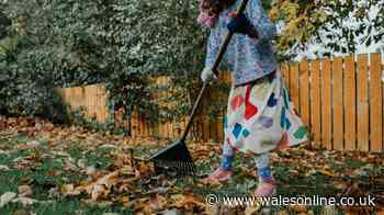 'Lawns stay healthy' with job all gardeners should do first thing in September