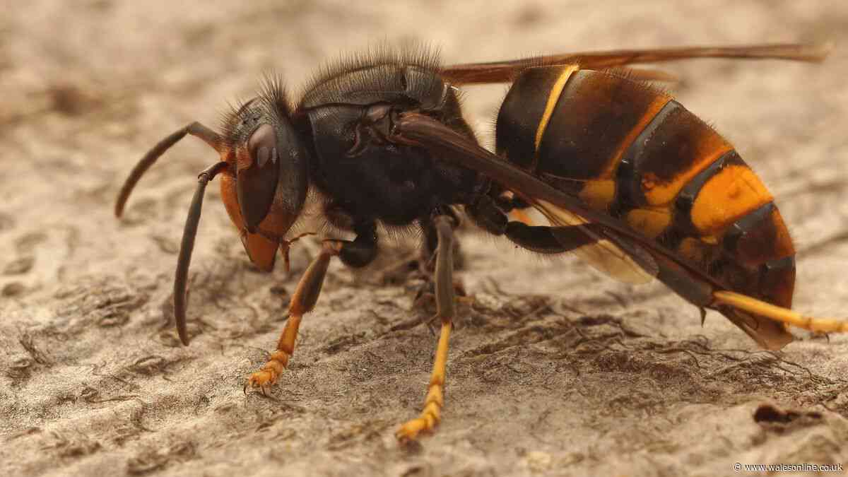 Welsh homes can keep wasps away from gardens for weeks with 1 spray