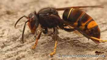 Welsh homes can keep wasps away from gardens for weeks with 1 spray