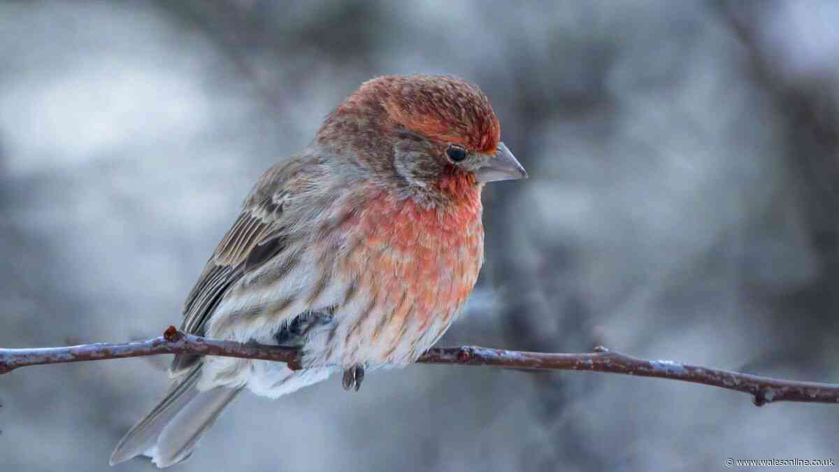 Gardeners urged to leave one job for later to attract birds