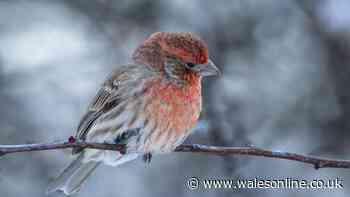 Gardeners urged to leave one job for later to attract birds