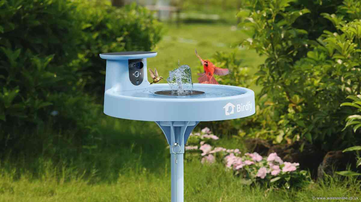 Review: Birdfy Bird Bath Pro brings garden visitors to your smartphone
