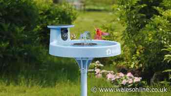 Review: Birdfy Bird Bath Pro brings garden visitors to your smartphone