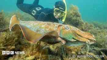 Australia usually hosts the world's biggest cuttlefish mating event - not this year