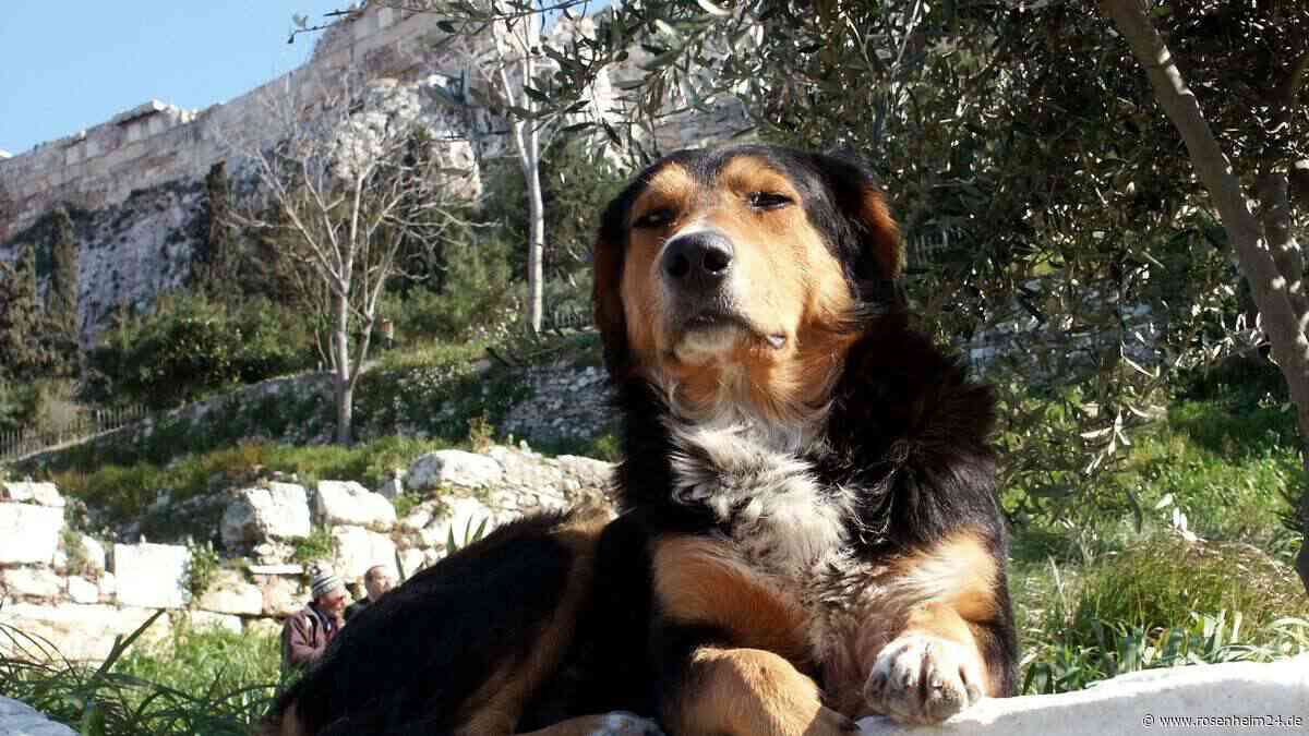 Neues Familienmitglied aus dem Urlaub mitgebracht: Wie Streuner „Dobby“ ein Zuhause fand