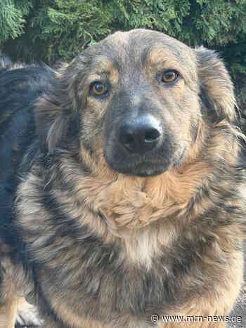 Ludwigshafen – Neuer ABC-Kurs für Hunde aus dem Tierheim/Tierschutz