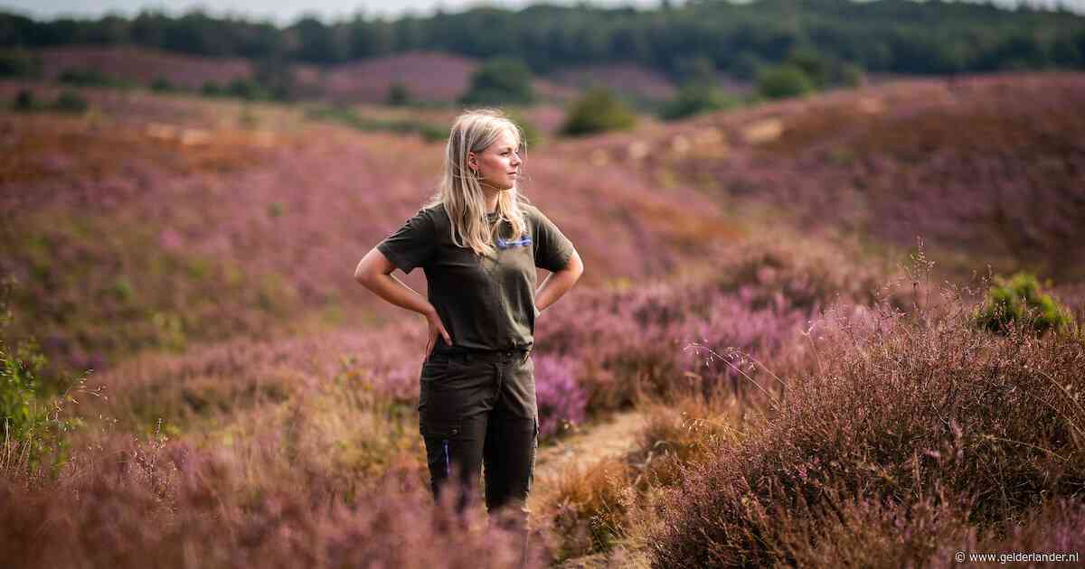 Boswachter Nathalie (25) ziet geliefde heide op de Posbank wegkwijnen: ‘Het is verdrietig’