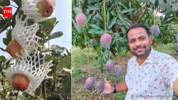 Engineer Grows Apples Commercially: low-chill crop thrives in 44°C; offers another possibility