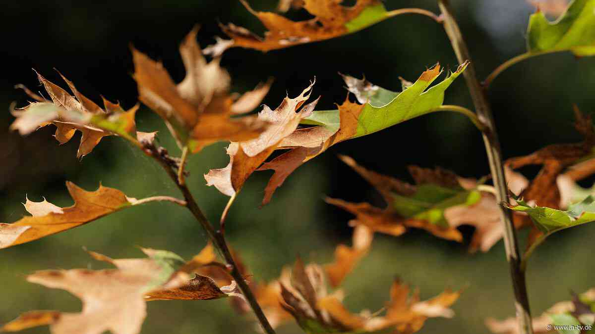 Kampf ums Überleben: Wie die Natur mit Hitzestress und Trockenheit umgeht