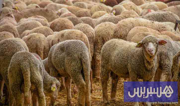 رغم فتح باب الاستيراد .. لحوم الأغنام تحلق فوق 150 درهما للكيلوغرام