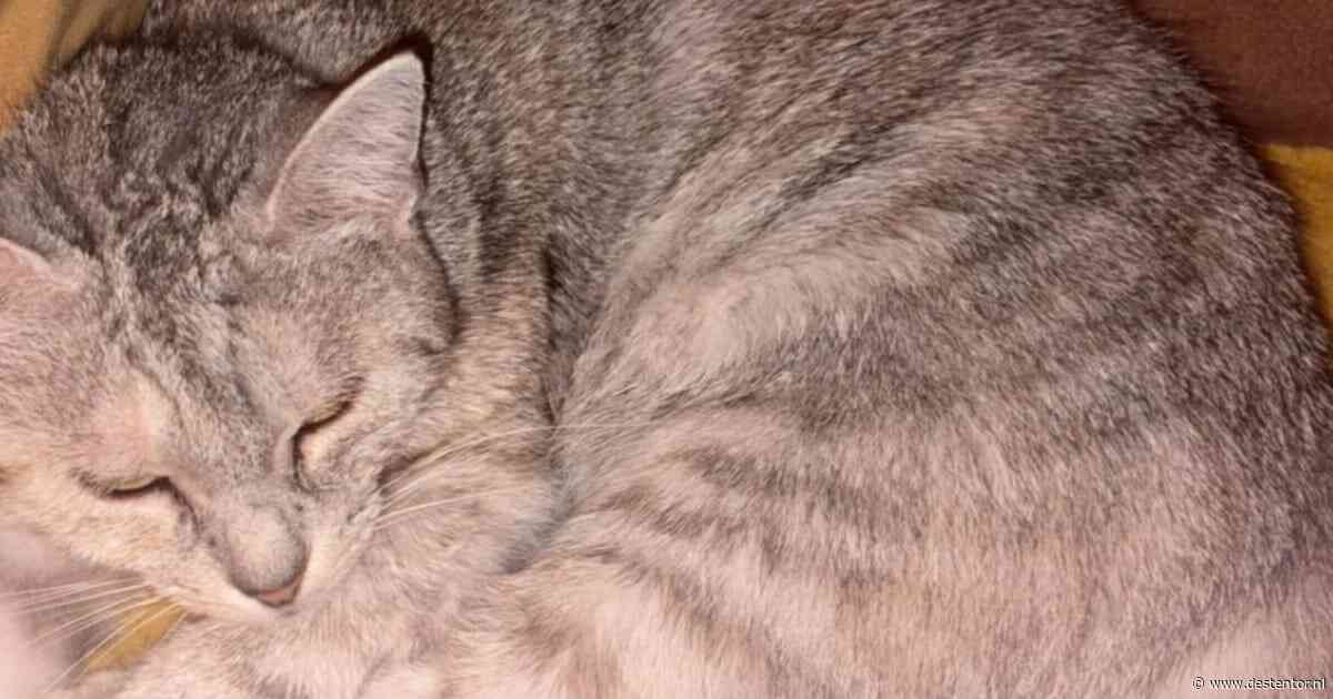 Heb jij Mootje, Vic of Lila gezien? Deze zeven huisdieren worden in Deventer vermist