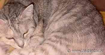 Heb jij Mootje, Vic of Lila gezien? Deze zeven huisdieren worden in Deventer vermist