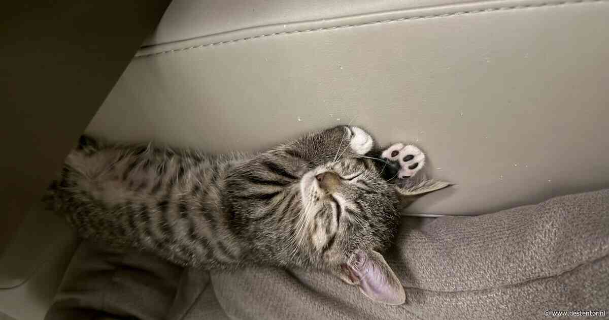 Heb jij Lulu, Stitch of Mimi gezien? Deze zeven huisdieren worden in Lelystad vermist