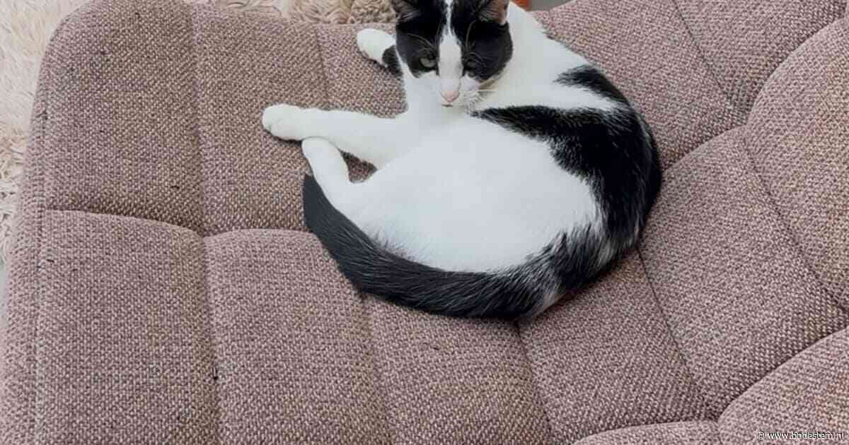 Heb jij Poetje, Lola of Milka gezien? Deze acht huisdieren worden in Roosendaal vermist