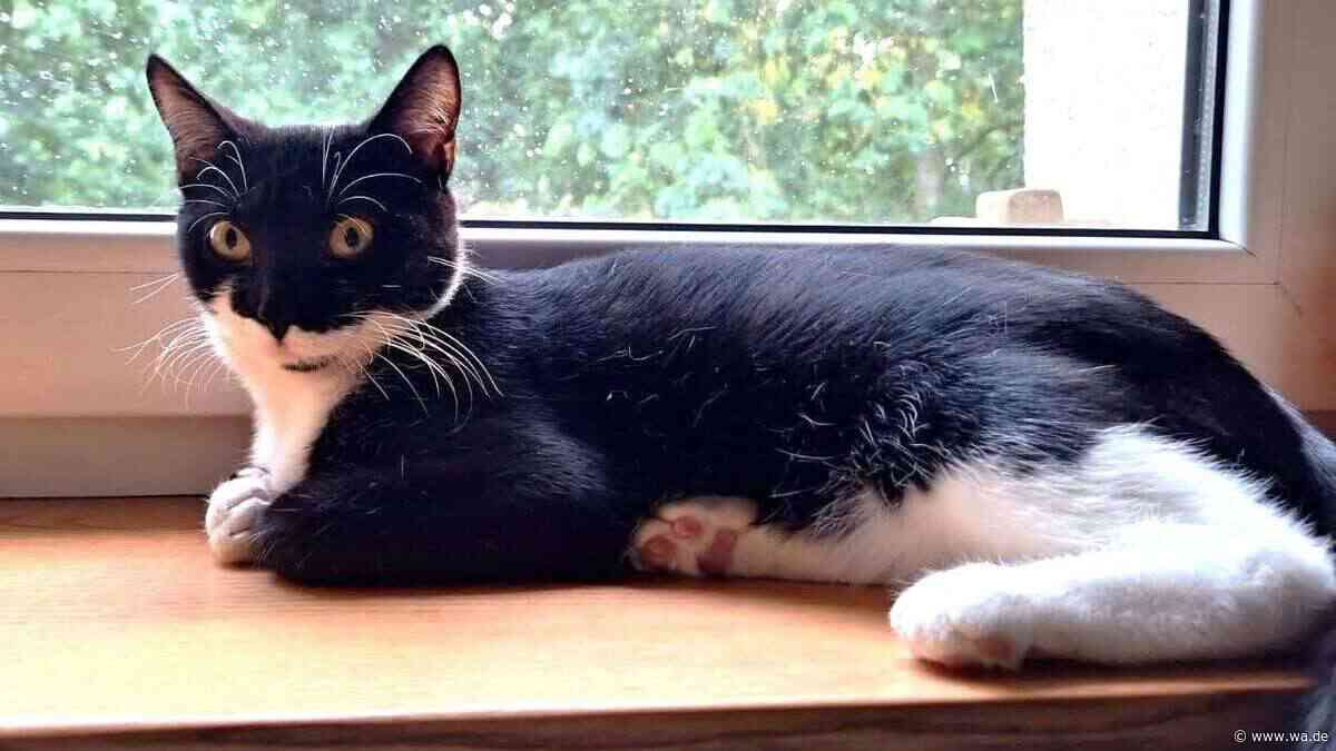 Katze mit Horror-Verletzungen abgegeben: Jetzt soll sie ihr Happy End finden