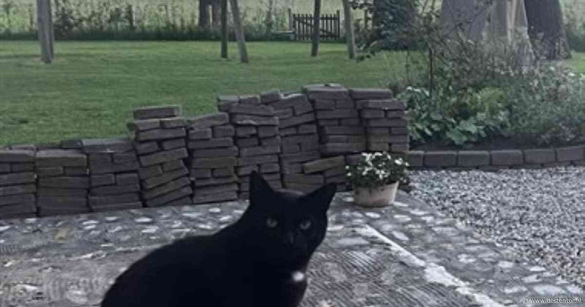 Heb jij Pom, Karel of Houston gezien? Deze 11 huisdieren worden in Zwolle vermist