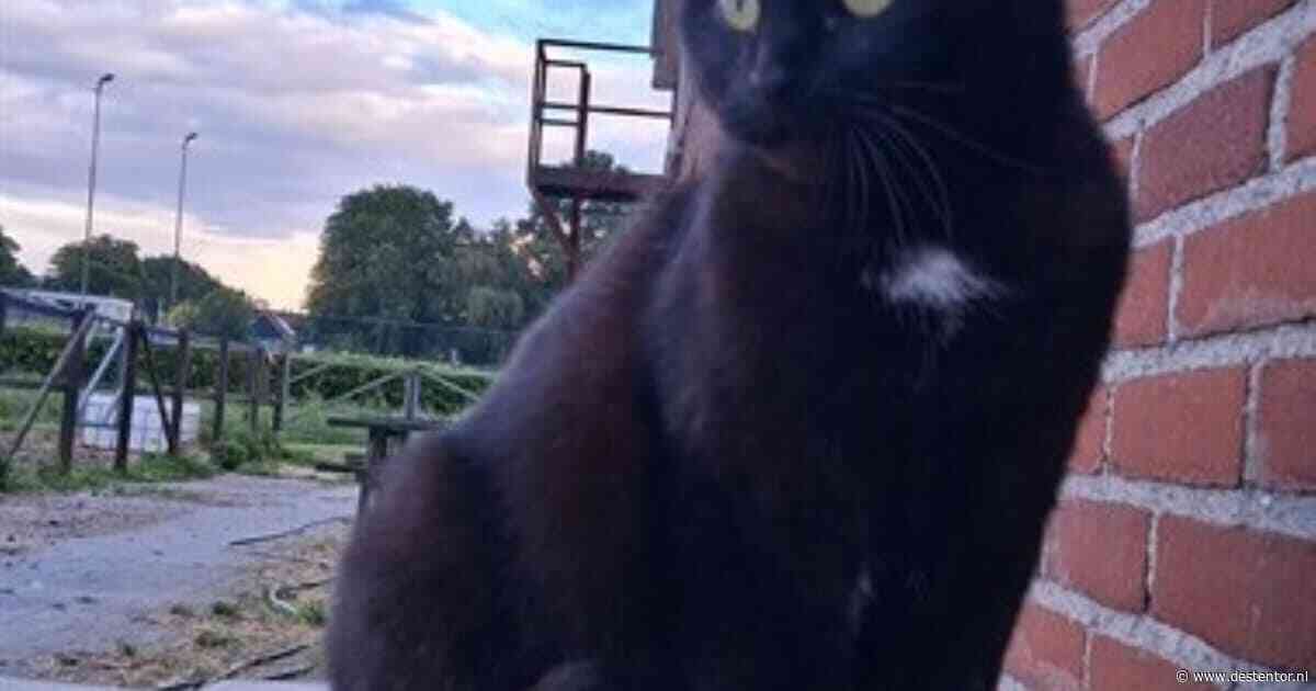 Heb jij Kiki of Laila gezien? Deze twee huisdieren worden in Zwartewaterland vermist
