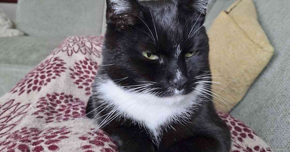 Heb jij Boef, Woody of Sissi gezien? Deze vijf huisdieren worden in Enschede vermist