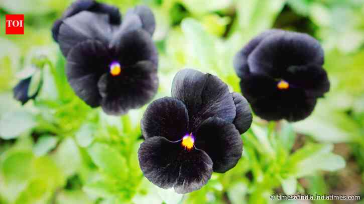 Unusual Black Flowers: List picks five rare dark blooms; fragrance can fill an entire room