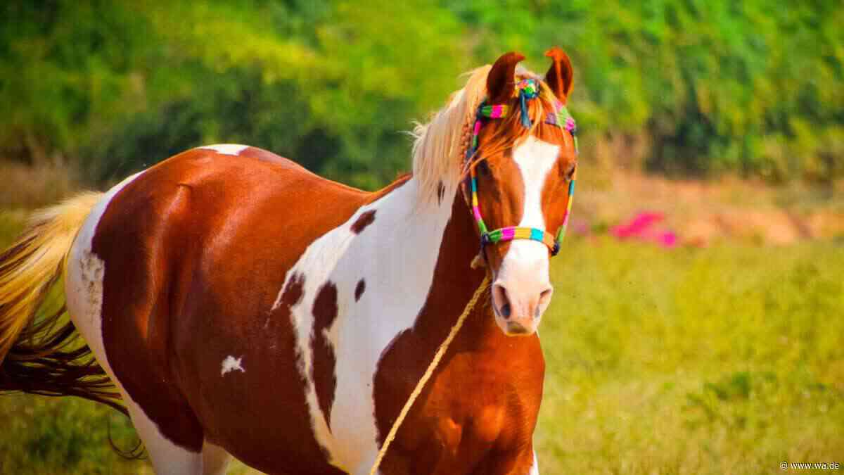 Sichelohren und voller Legenden: Das Marwari ist ein Pferd wie kaum ein anderes