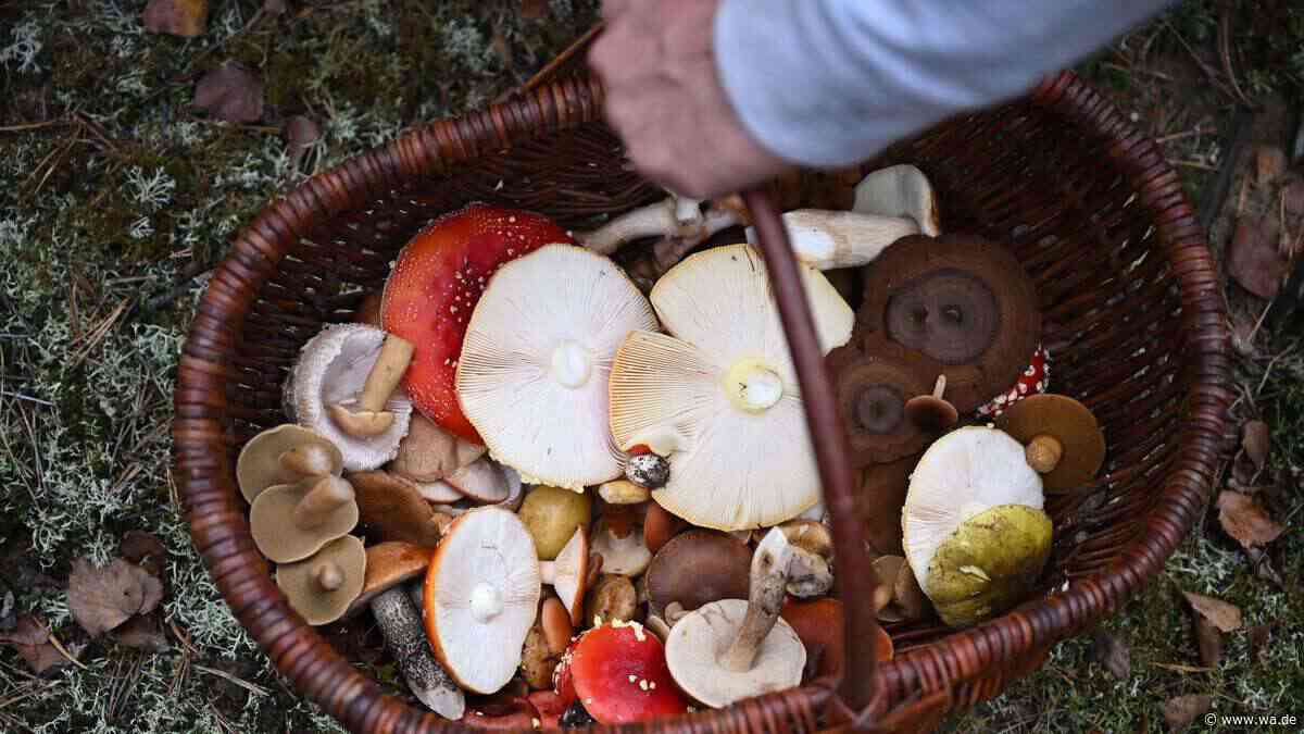 Pilzsaison in NRW beginnt: Experte erklärt, wo beim Sammeln Gefahren lauern