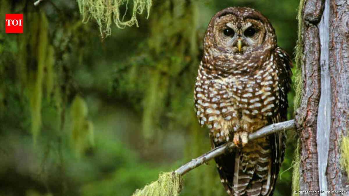 Northern spotted owl once became a symbol of America’s logging wars; now scientists say it is already functionally extinct