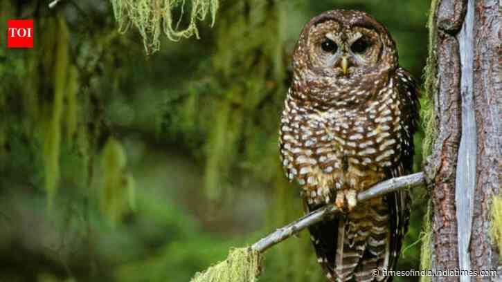 Northern spotted owl once became a symbol of America’s logging wars; now scientists say it is already functionally extinct