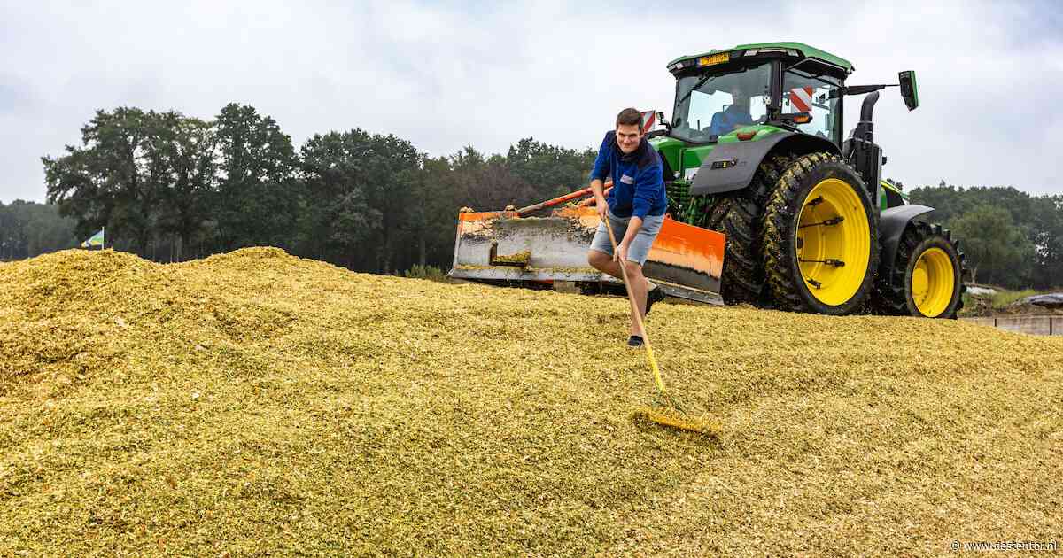 Oogsten in korte broek: de mais gaat weken te vroeg van het land