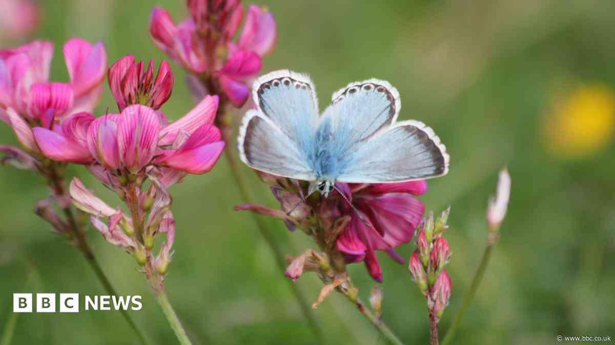 Nature reserves spot rare species during heatwaves
