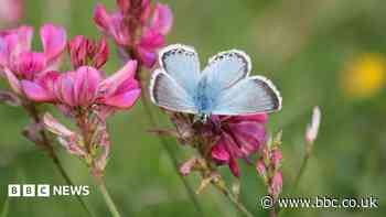 Nature reserves spot rare species during heatwaves