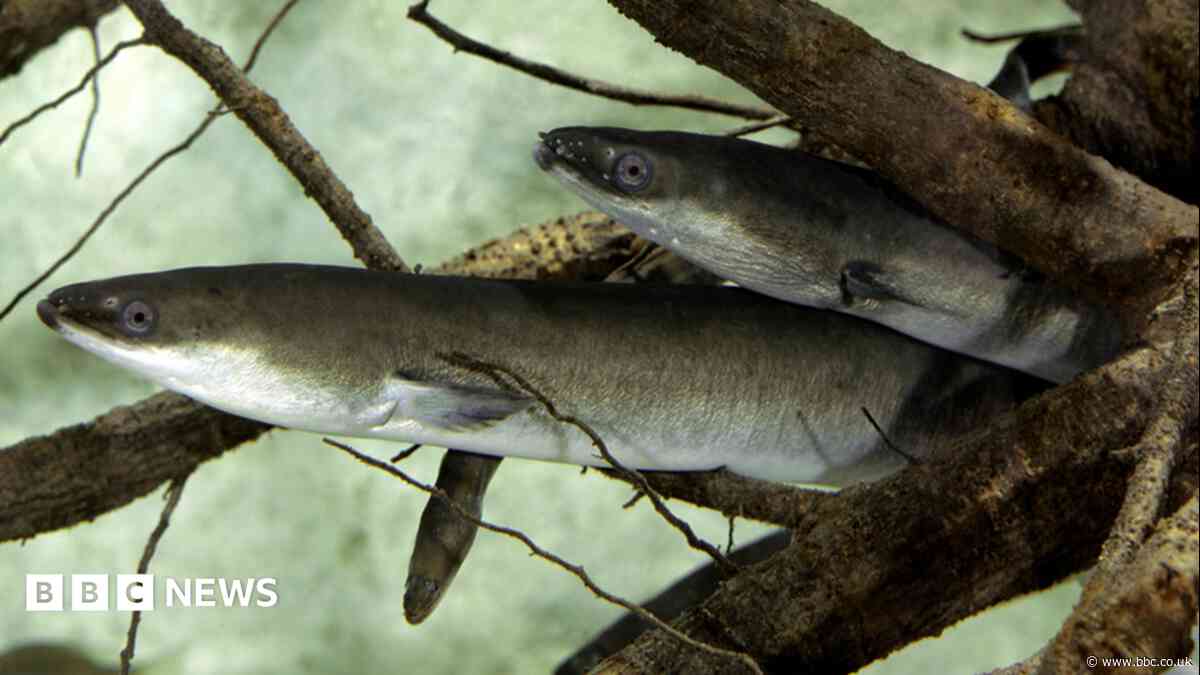 Islanders asked to report sightings of rare eel