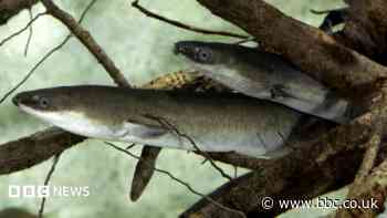 Islanders asked to report sightings of rare eel