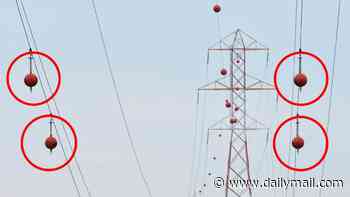 Reason for mysterious orange and white balls seen floating on power lines across America revealed by expert