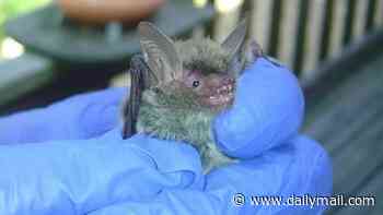 Quarantine horror for Martha's Vineyard as experts warn over risk from deadly infected BATS across America