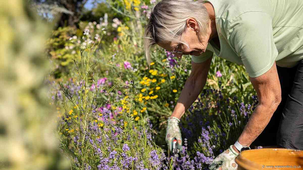 Gardeners urged to complete crucial job by mid-September after summer heatwave