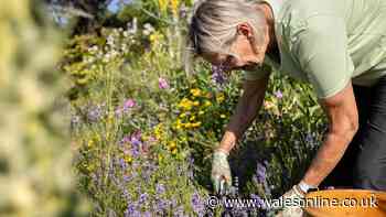 Gardeners urged to complete crucial job by mid-September after summer heatwave