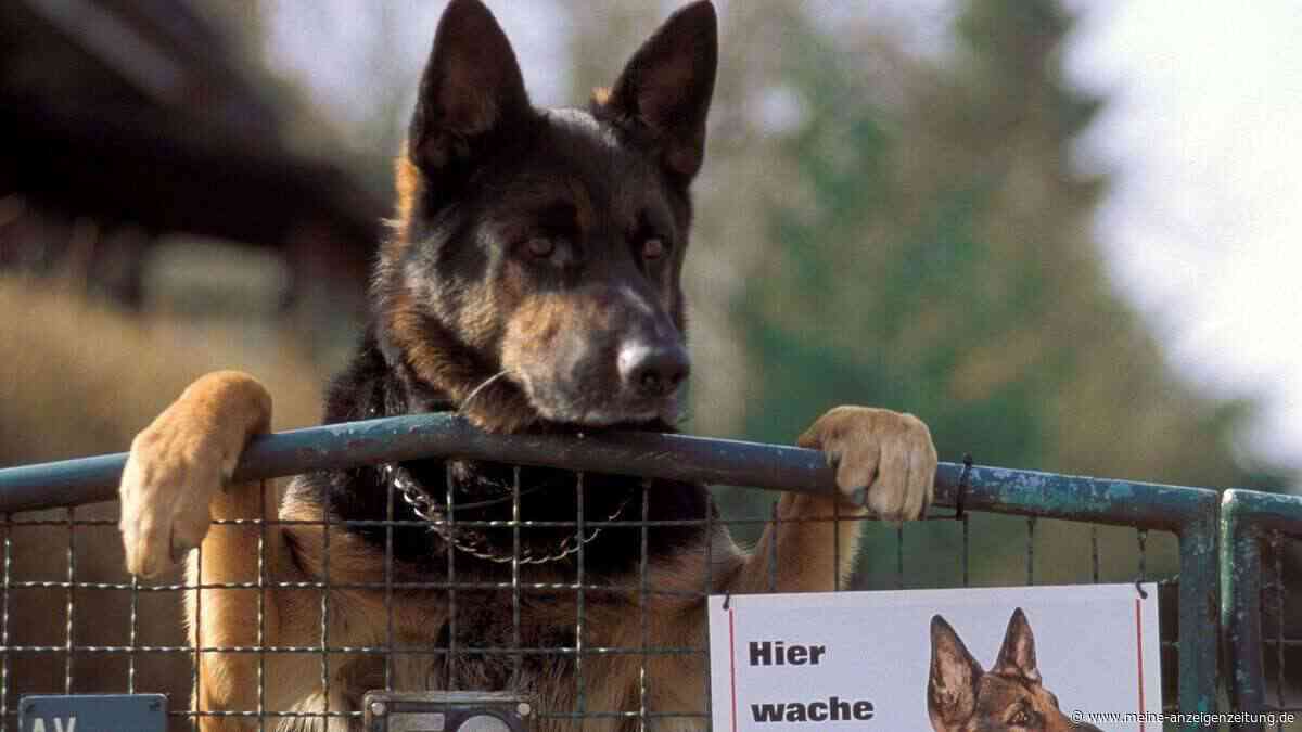 Diese Rassen sind zuverlässige Wachhunde und schütze das Heim