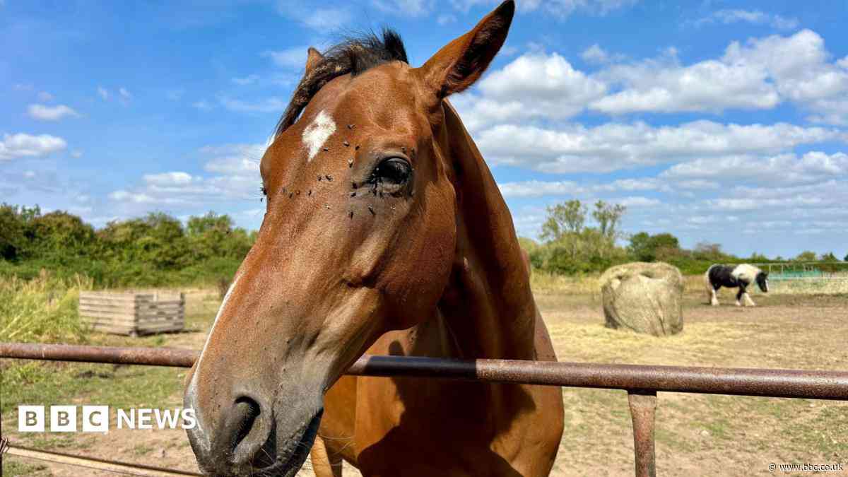 Your photos: Horses, thunderstorms and sneaky cows