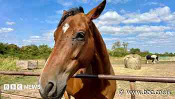 Your photos: Horses, thunderstorms and sneaky cows