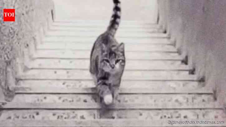Optical illusion personality test: What you see first reveals how you approach difficult situations in life