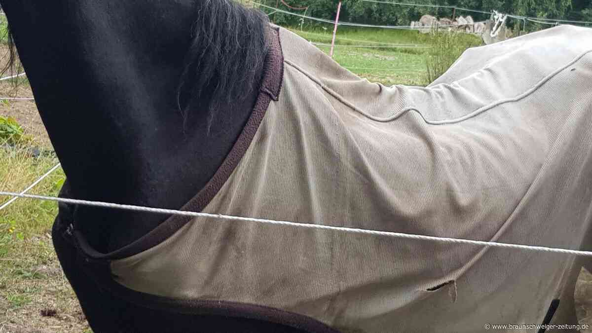 Wie schlimm sind die Zustände auf diesem Pferdehof im Landkreis Gifhorn?
