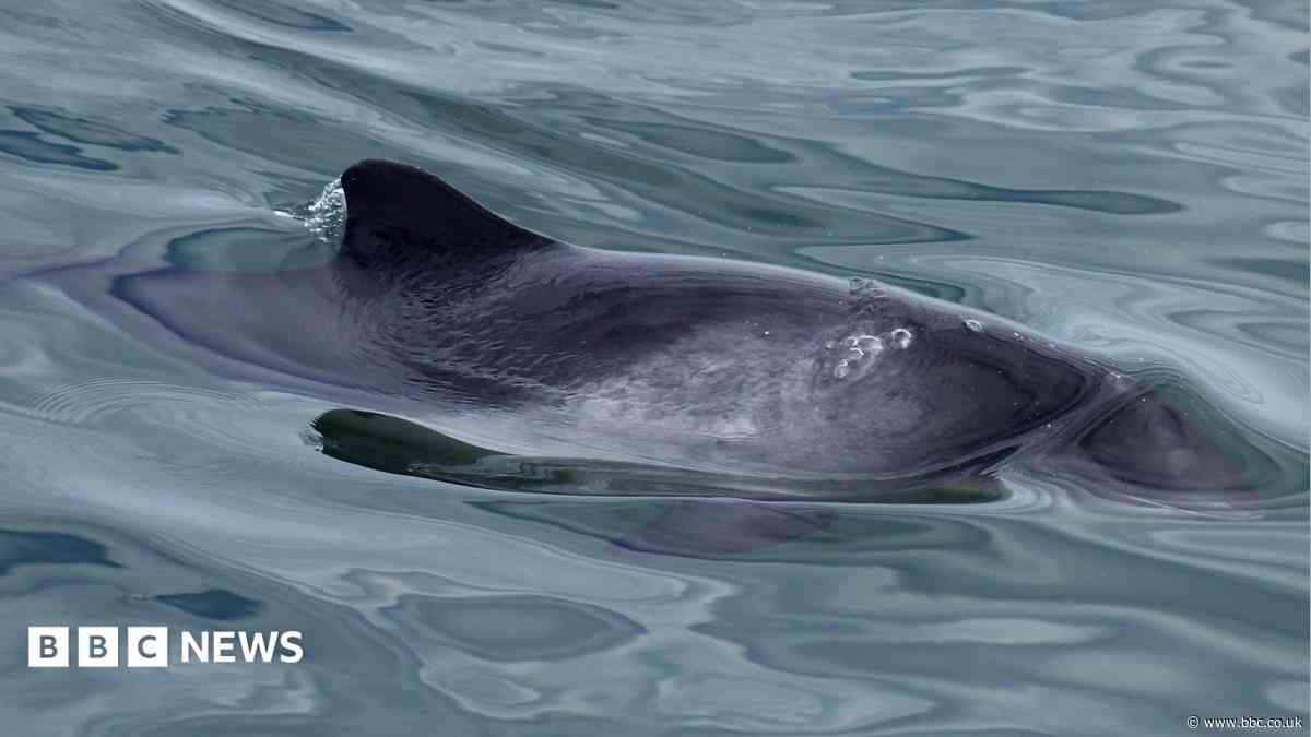 Hopes porpoise net recording can help stop deaths