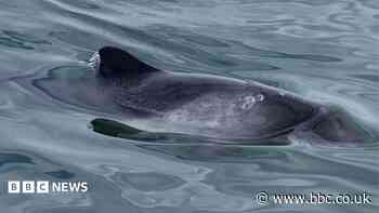Hopes porpoise net recording can help stop deaths