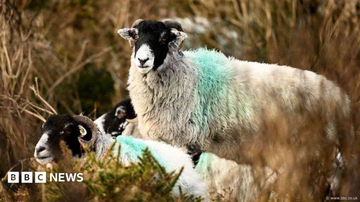 How bluetongue virus exploded in the South West