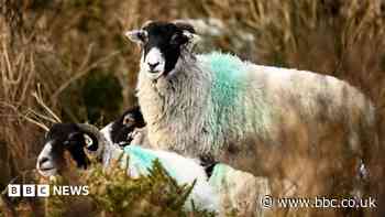 How bluetongue virus exploded in the South West